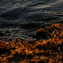 Global investors boost New Zealand red seaweed farming venture