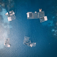 How artificial intelligence, insects and yeast can boost sustainable aquaculture