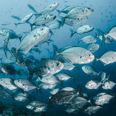 New report shows increasing momentum behind sustainable seafood