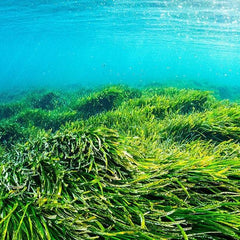 Seagrasses and mangroves can suck carbon from the air