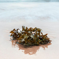 The next big thing in plant-food? Sustainable seaweed.