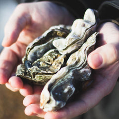 Scottish oysters were on the rocks. Now a whisky distillery is throwing them a lifeline