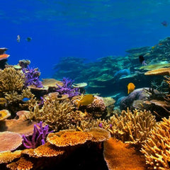 First global assessment of the sustainability of coral reef fisheries