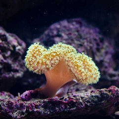 Transforming tiny algae into coral superheroes