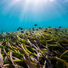 Artificial Reefs Improve Productivity of Seagrass Meadows and Could Help Protect Against Climate Change, Study Finds