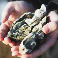 Ocean acidification is destroying oyster reefs – here's how that could affect the environment and the economy
