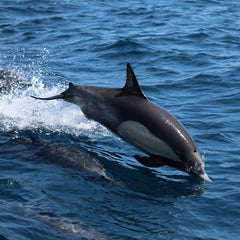 Financing Our Ocean Commons: Operationalizing BBNJ Financial Mechanism