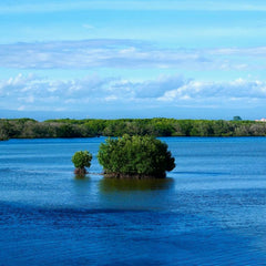 U.N. Ocean and Climate Change Dialogue Explores Ways to Advance Climate and Biodiversity Goals