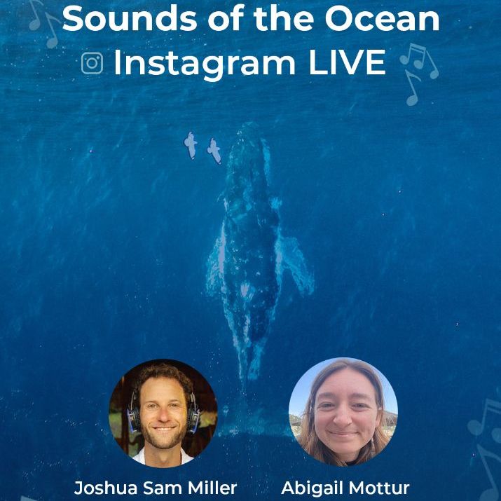Instagram Live with Ocean Sounds Artist Joshua Sam Miller – Investable ...