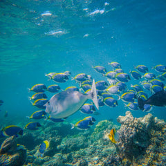 SBTN Launches First Ocean Science-Based Targets for Seafood