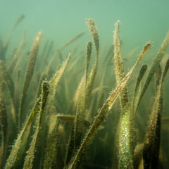 Coast-wide evidence of low pH amelioration by seagrass ecosystems