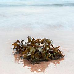 Consumers Will Pay Premium for Seaweed Products