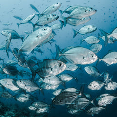 BrightTALK: Investing in Sustainable Seafood