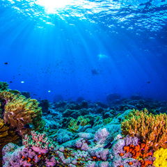 A high biodiversity mitigates the impact of ocean acidification on hard-bottom ecosystems