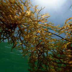 How Seaweed Could Soon Let You Eat Your Packaging