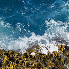 Into the Blue: Securing a Sustainable Future for Kelp Forests