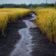 Protecting Wetlands Yields Staggering Economic Benefit, Study Finds