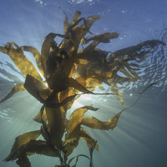 Why seaweed growers need to stay rooted in science