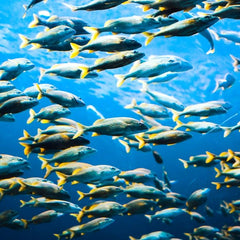 Food waste helps secure future fish