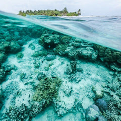 A National Marine Moonshot To Combat The Collapse Of Our Coral Reefs