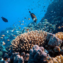 A Blue Path to Recovery: The Power of Finance to Rebuild Ocean Health