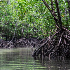 Mangroves threatened by plastic pollution from rivers, new study finds