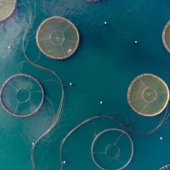 Policy Recommendations For a More Circular Aquaculture