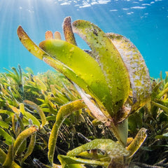 Why big names are backing seaweed-based biostimulants
