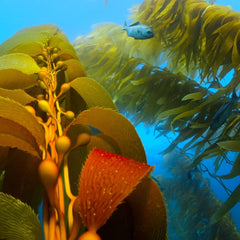 Facilitating development of the seaweed cultivation industry in Scotland