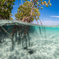 Is ocean conservation the next climate tech? 7 investors explain why they’re all in