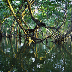 Mangroves Mitigate Effects of Climate Change Provide Local Economic Benefits