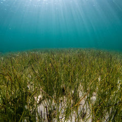 The problem with blue carbon: can seagrass be replanted … by hand? (Pt 2/3)