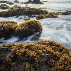 Forget Fracking, Sustain seaweed