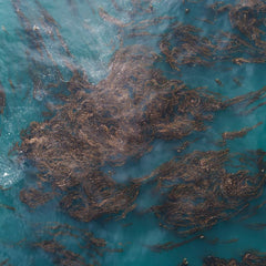 Hokkaido Kelp Farmers Aim to Boost Storage of 'Blue Carbon' in Seaweed Beds