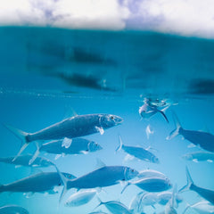 Aquaculture Industry Review