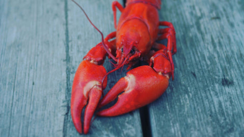 How New England entrepreneurs are creating skincare from lobsters
