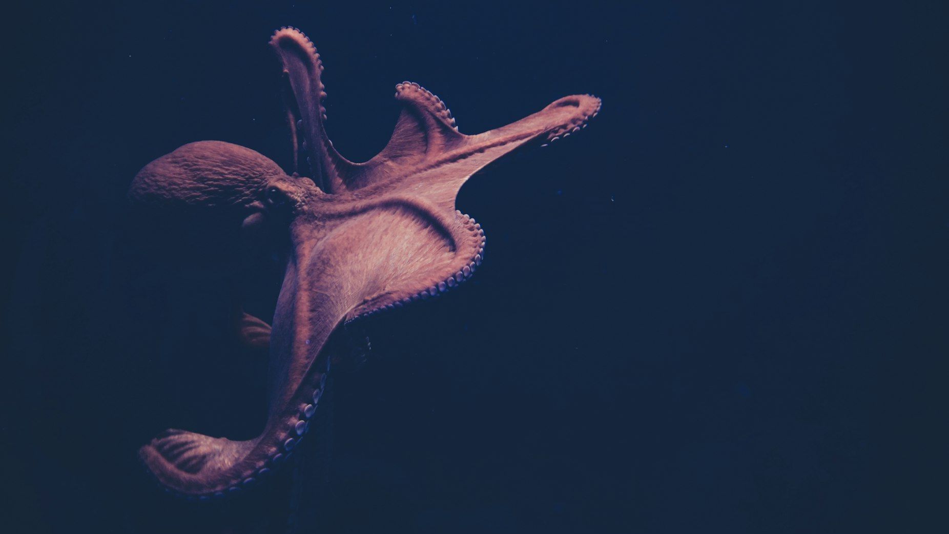 MBARI researchers deploy new imaging system to study the movement of deep-sea octopus