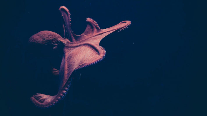 MBARI researchers deploy new imaging system to study the movement of deep-sea octopus