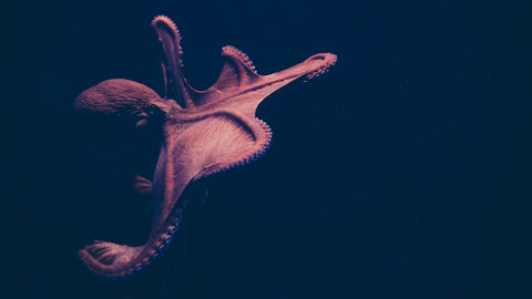 MBARI researchers deploy new imaging system to study the movement of deep-sea octopus