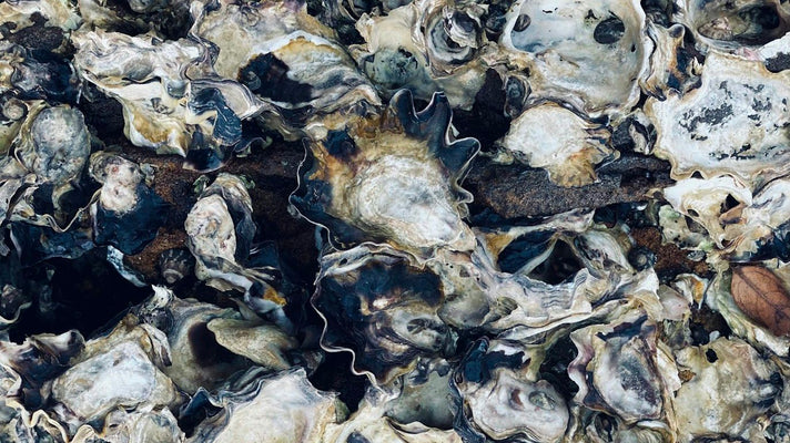 Oyster Shells Are Now High-Fashion Fabric