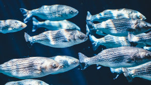 Seafood Database
