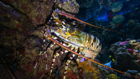 Scientists use lobster tags to study how offshore aquaculture restores marine habitats