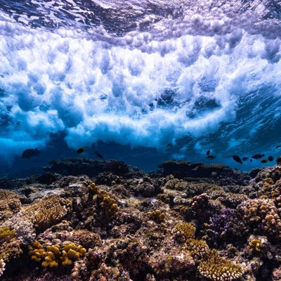 Shaping a future where a quarter of the world's coral reefs thrive