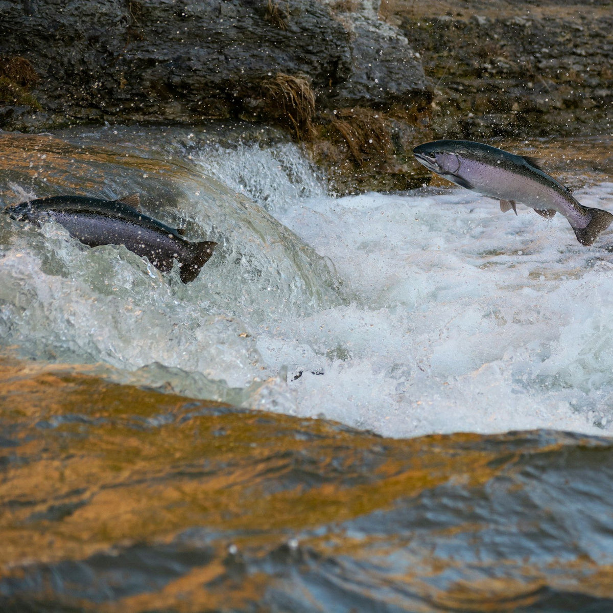 Laxaþjóð | A Salmon Nation – Investable Oceans
