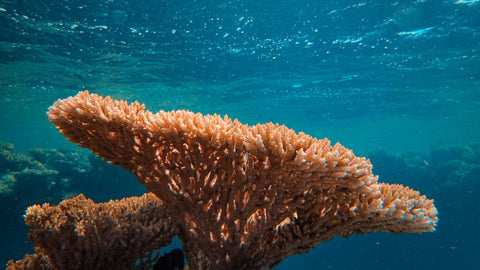 Researchers Grasp at Biodegradable Straws to Stop the Decline of Lab-Grown Coral Reef