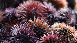 Dolphin-shaped robot developed to skim oil spills using sea-urchin-inspired filter