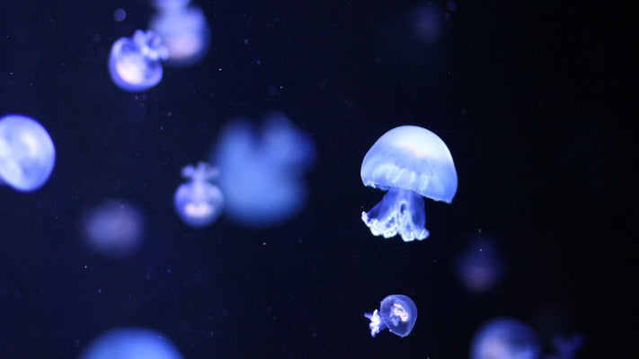 Scientists used specialized equipment to dive into the ocean’s ‘twilight zone.’ They found creatures never seen before