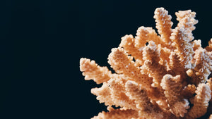 Coral reefs may get help from a gel created by scientists