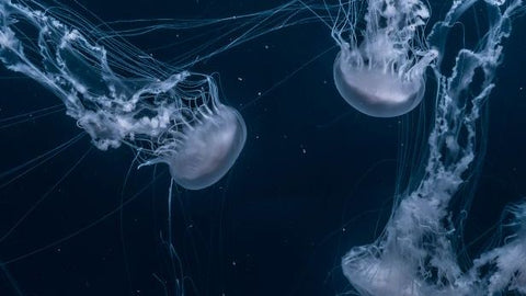 Jellyfish Robots Could One Day Clean Up The World’s Oceans