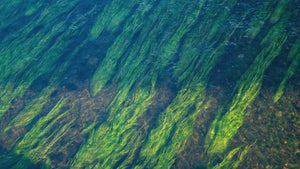 Blue-green algae powers microprocessor in new trial